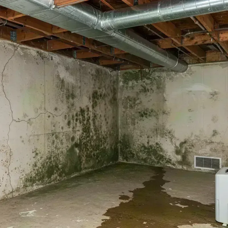 Professional Mold Removal in Upshur County, WV